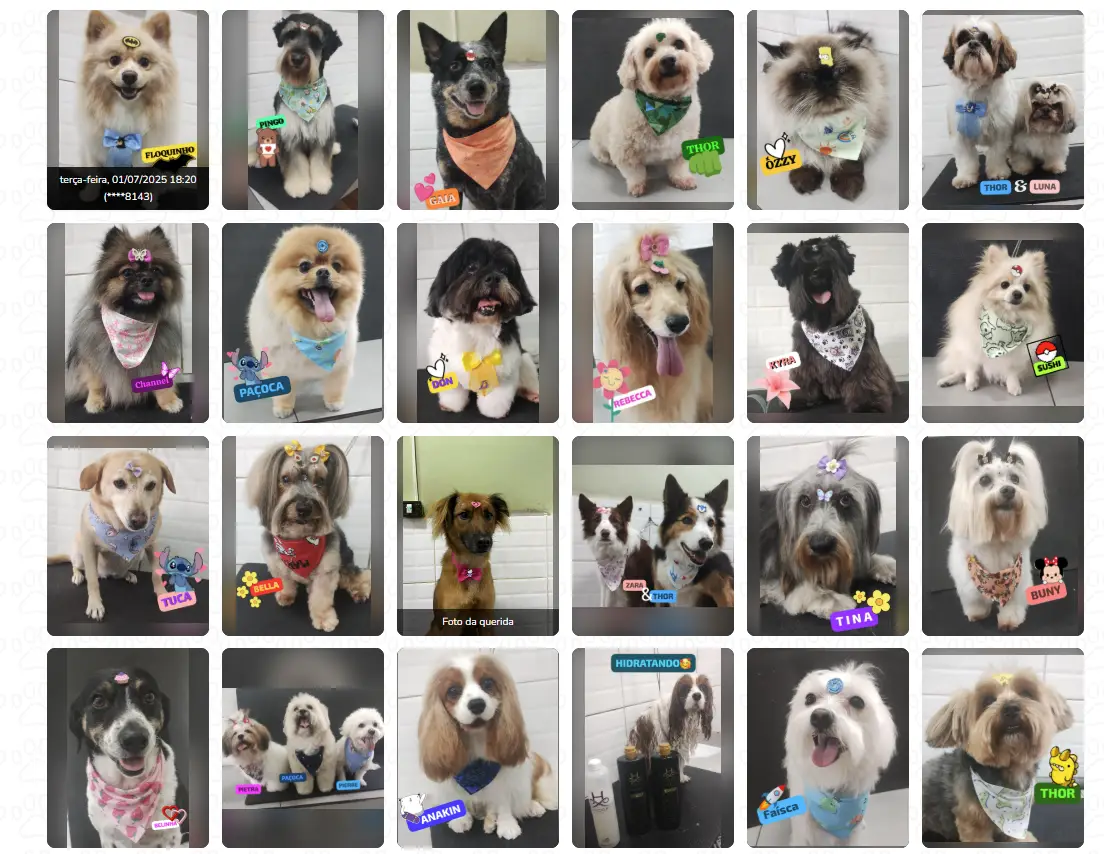 Pets prontos depois do banho e tosa na Animal House em Santo André