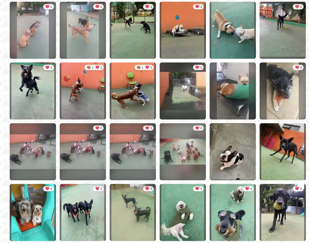 Cães brincando na creche Day Care da Animal House em Santo André