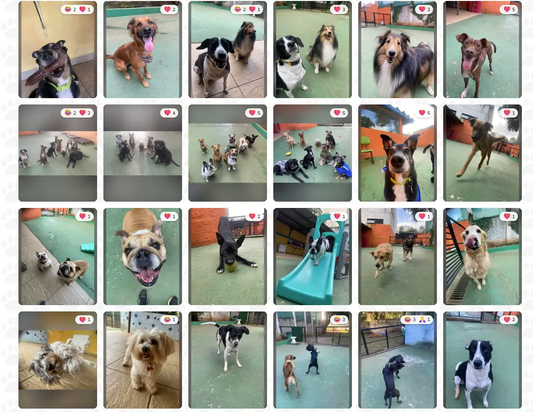 Cães brincando na creche Day Care da Animal House em Santo André