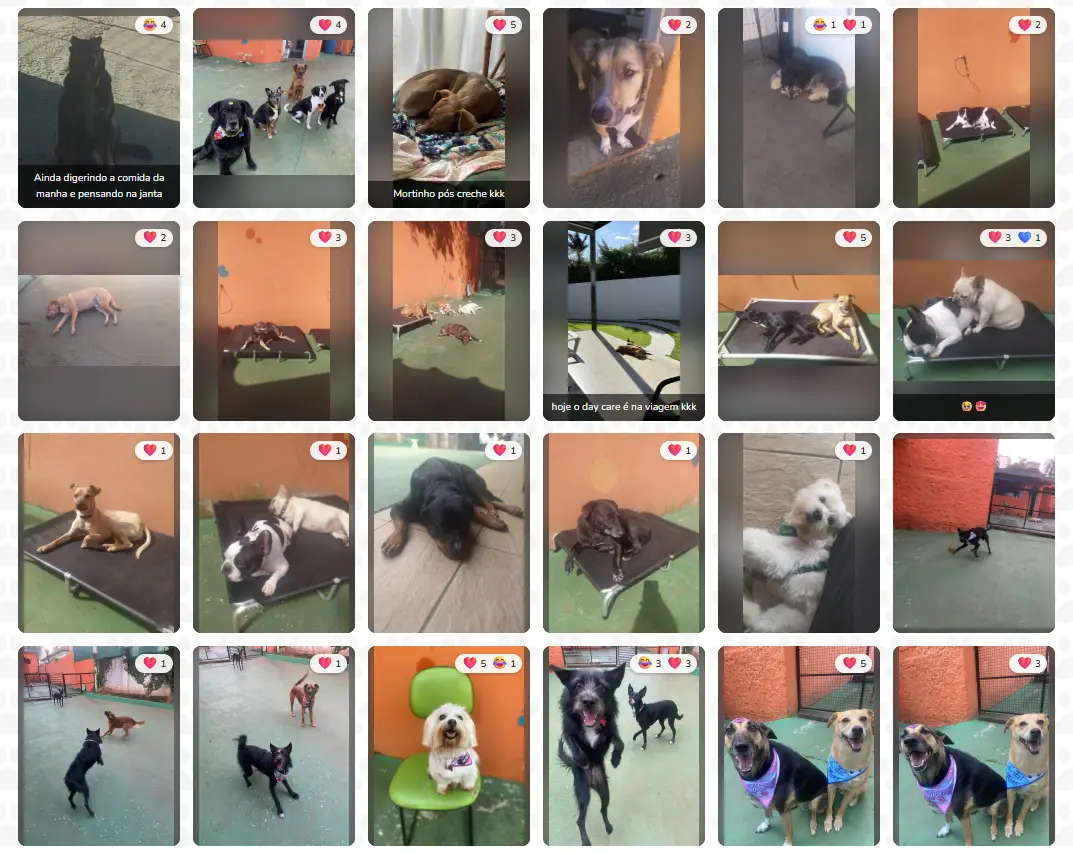 Cães brincando na creche Day Care da Animal House em Santo André
